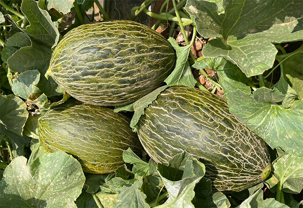 Guamarè